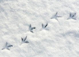 Google Ads Conversion Tracking: The Complete (& Easy) Guide