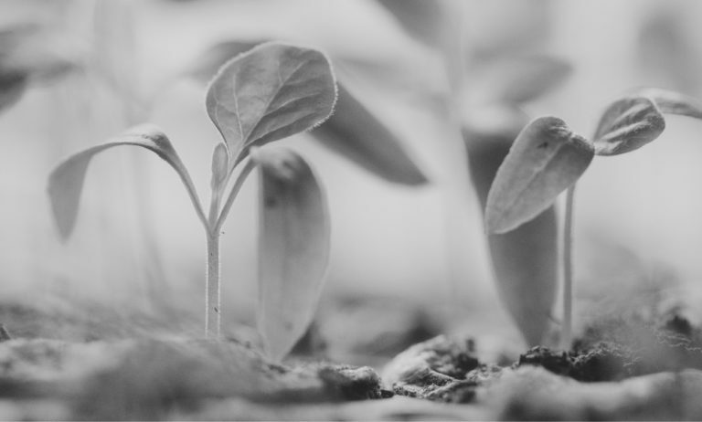 Top Active Seed Stage SaaS Investors