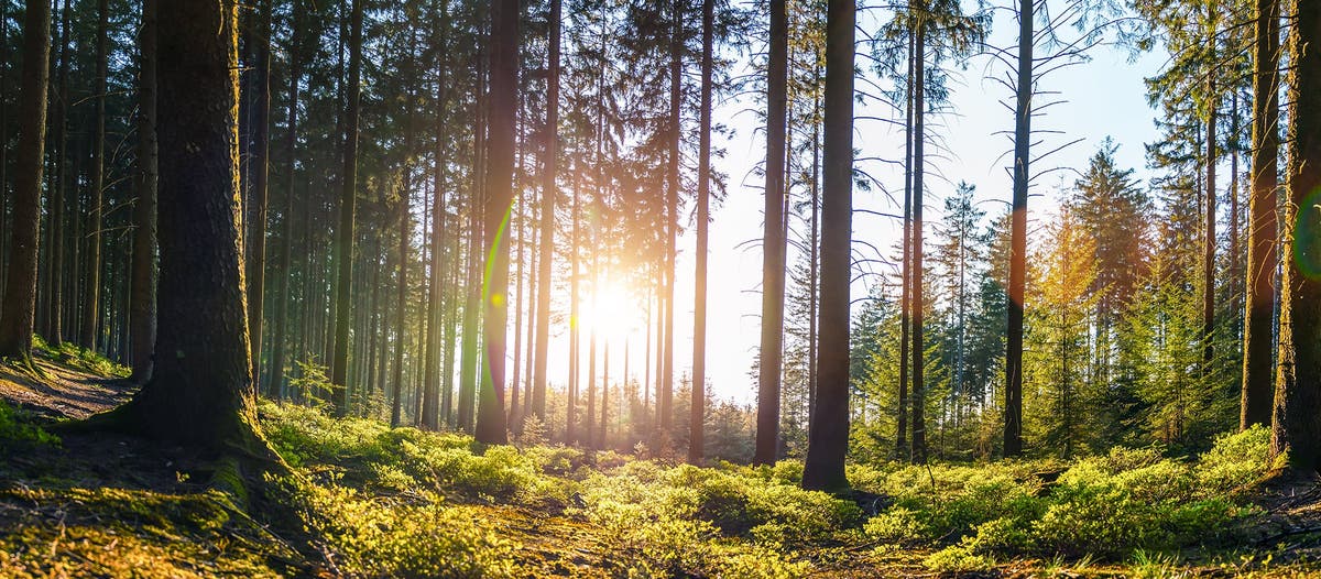 How four businesses are signing up for a more sustainable future