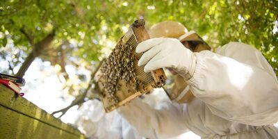 A Taste of Honey: What's All The Buzz About Urban Beekeeping?