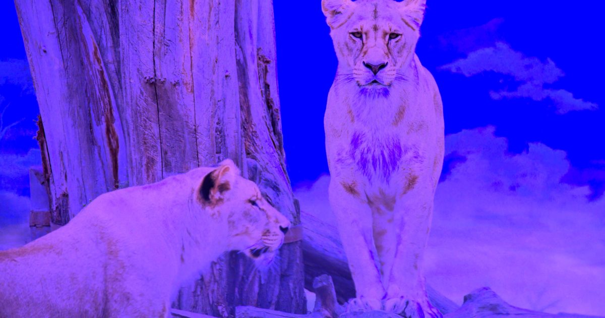 Increase Your Outbound Sales Part 1: Build A Hunter Culture