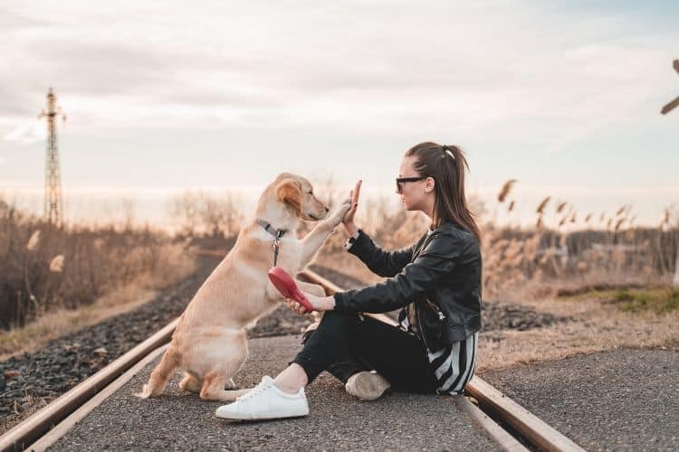 How to Become a Pet Influencer & Collaborate with Top Brands