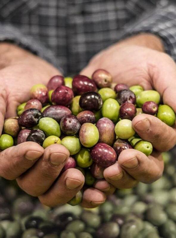 Olio Cristofaro Grows Family Business Thanks to Brevo Automation