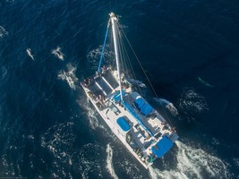 How Captain Dave's Dolphin Safari Refined Their Ad Spend and Empowered Agents