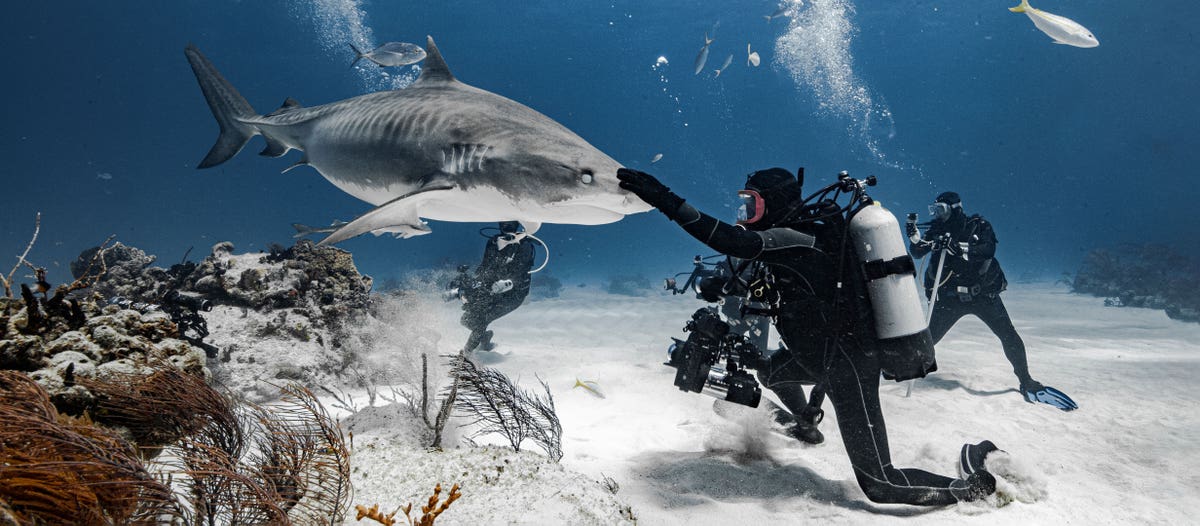 Talking with Tiger Sharks: Patrick Masse's images bring us into conversation with the animal world | Adobe Blog