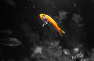 No, You Don't Have the Attention Span of a Goldfish - Ceros Inspire