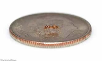 Development Bug Search Principles: Does It Weigh One Ant More?