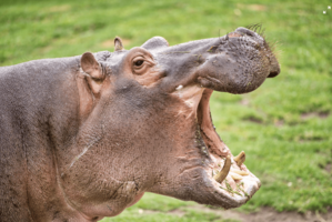 What Hippos Have to do With Your Software Product - Pendo Blog