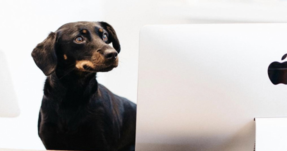 A Day in the Life of Bubbly Paws, a Luxury Self-Serve Dog Wash