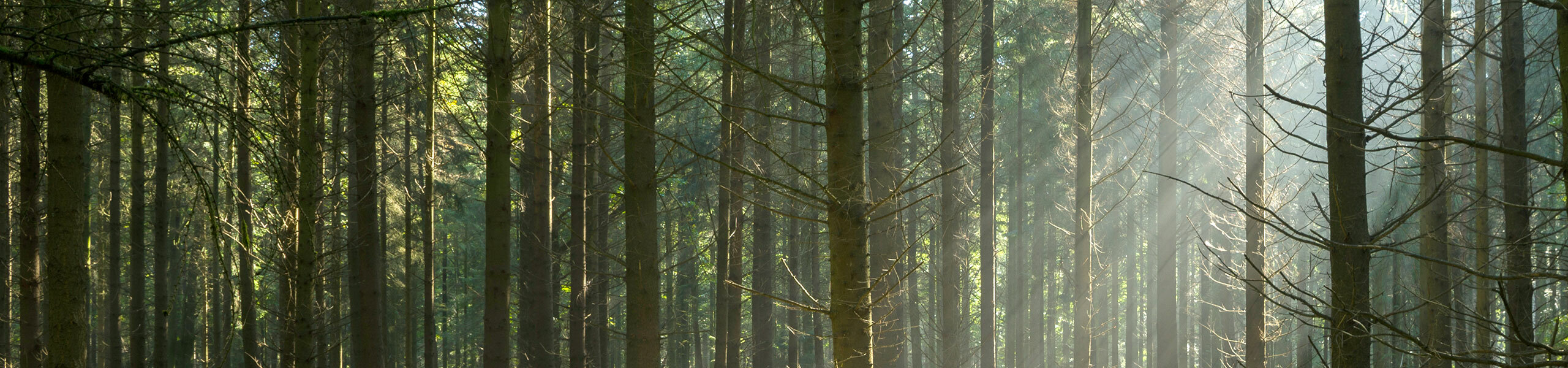 How to Do Proper Tree-Shaking in Webpack 2