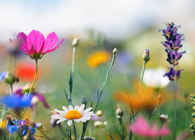 62 May Marketing Ideas for Any Business or Budget