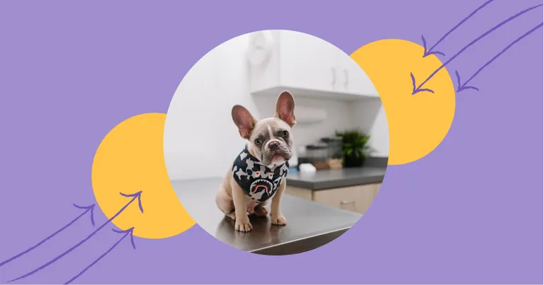 What is "Text a Vet"? + Veterinary Text Message Templates