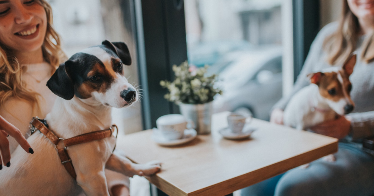 How to Go Pet-Friendly at Your Business