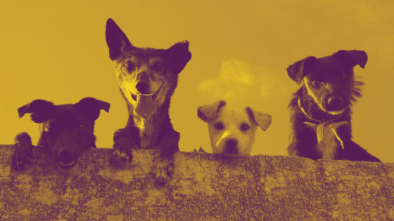 2020 Ad Trends: How Pet Advertisers Market During Quarantine