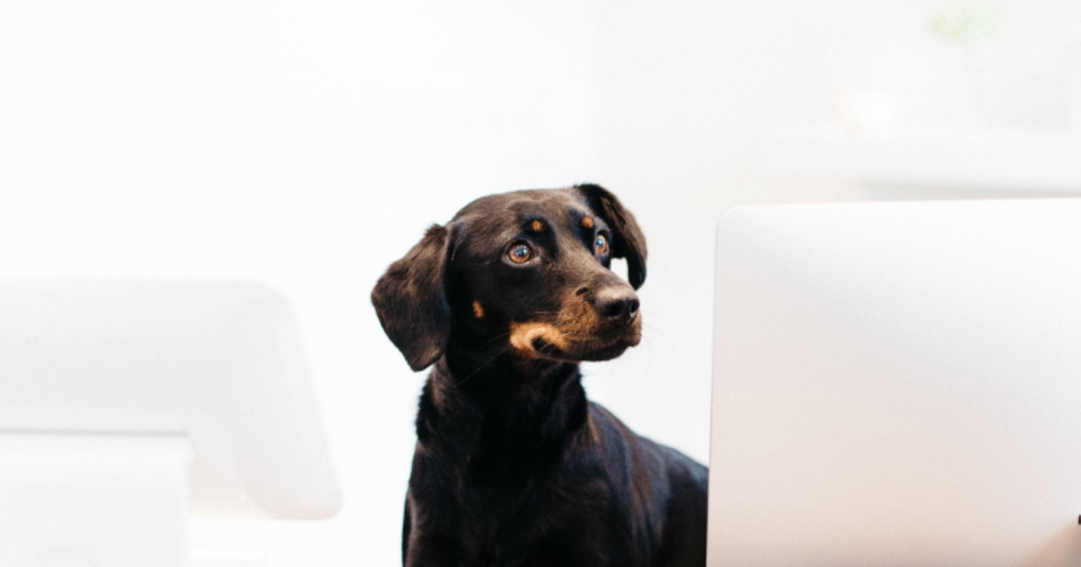 Ready to Grow? Here's Some Advice from a Multi-location Pet Grooming Shop