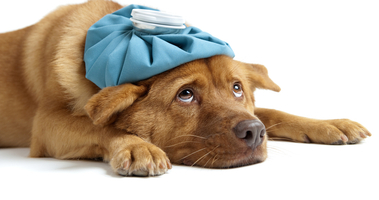 Live Chat in Online Pharmacies: Benefits and Common Issues