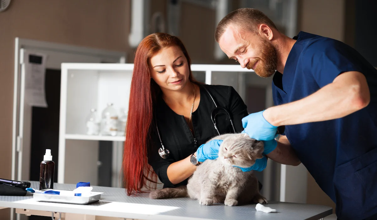 Top 10 SEO Strategies for Veterinarian Businesses