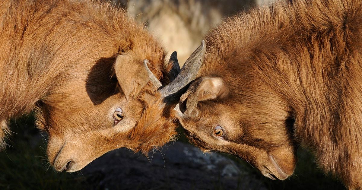 Sitecore vs Adobe Experience Manager (AEM) 