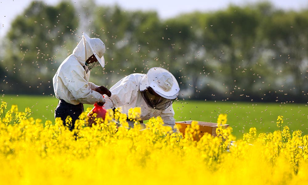 A Truly Beespoke Use of SMS