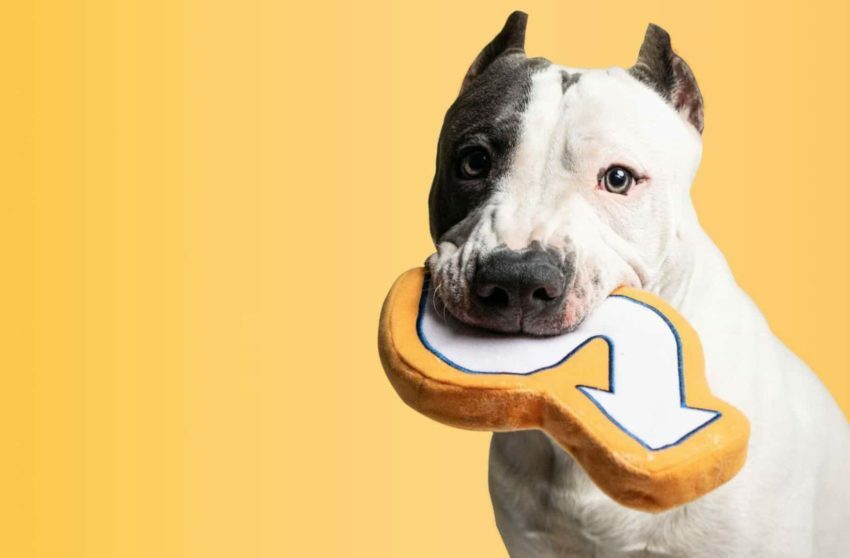 19 August puns for sales development representatives