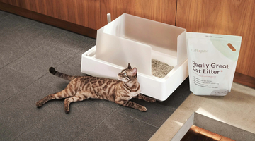 Tuft and Paw's Jackson Cunningham on developing thoughtful furniture for cats