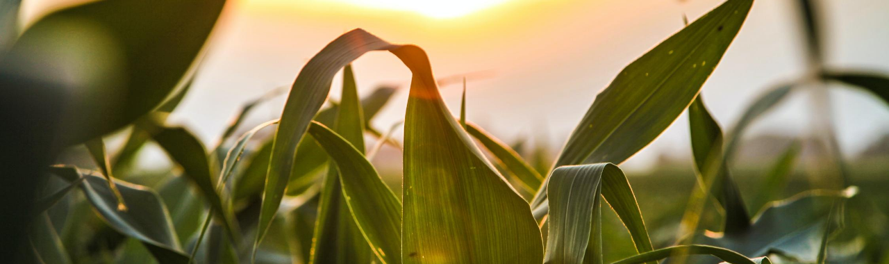 Indiana Citizen: Kristian Andersen