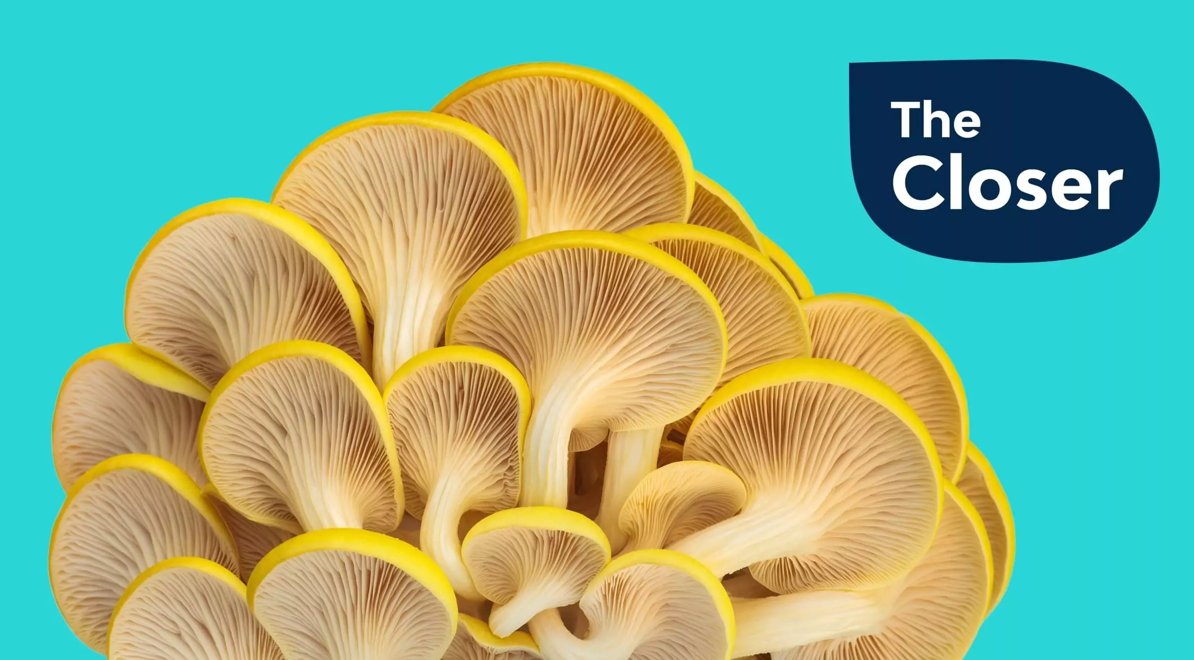 The Closer | Meet our robot overlords