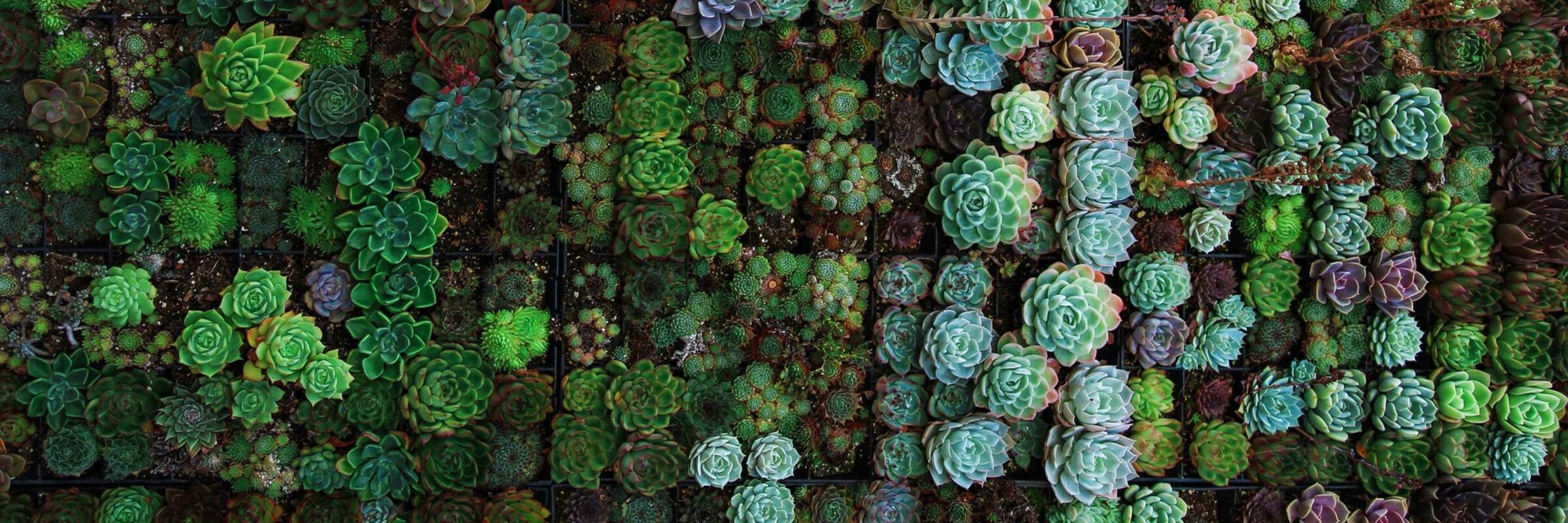 Personalizing your fraud prevention strategy with Singular's custom fraud rules