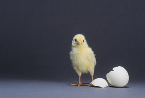 Which Came First: The Chicken or the Egg?