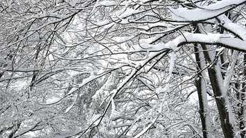 Prepare Your Business For Winter Storm Nemo