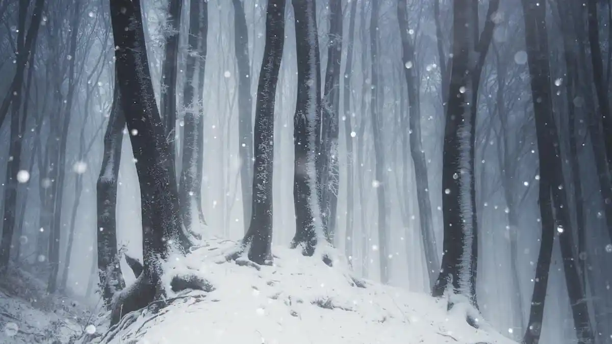 The Top 5 Most Treasured Winter '21 Features