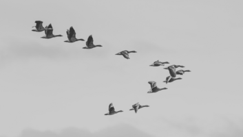 How NetApp Proves the Value of Their Marketing Team Contributions with CaliberMind