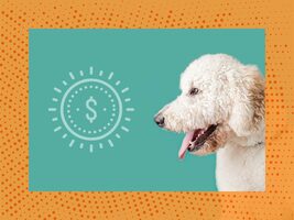 Fur Babies Bring in the Money - Petcare Advertising at B2B Events