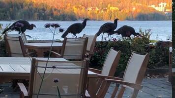 Remote-Working Adventures: Helicopter Ride in Mont-Tremblant