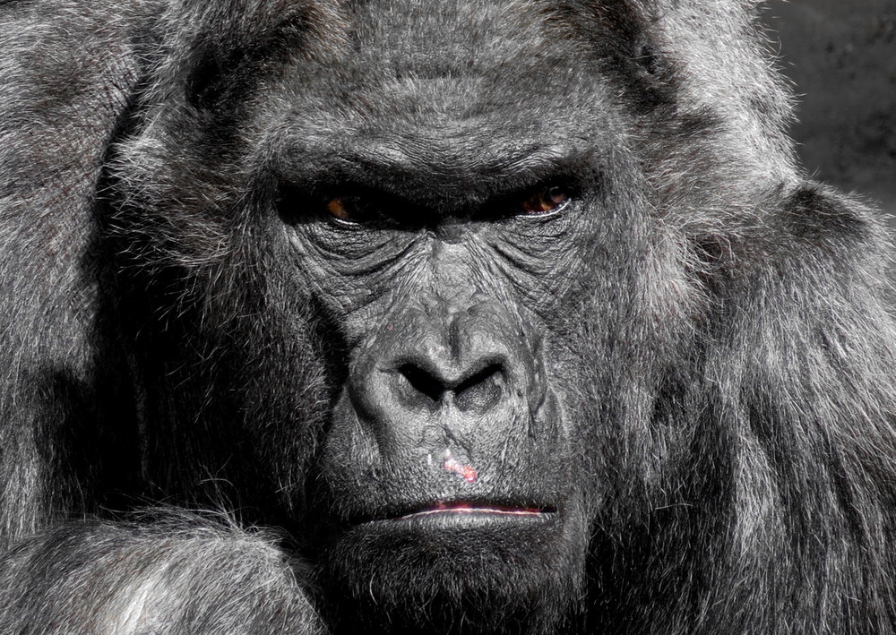 Here's how to compete with the 800 pound gorilla in your industry