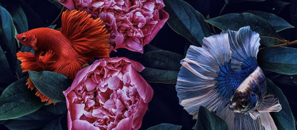 Wrapping Feelings in Works of Art with Photoshop on the iPad