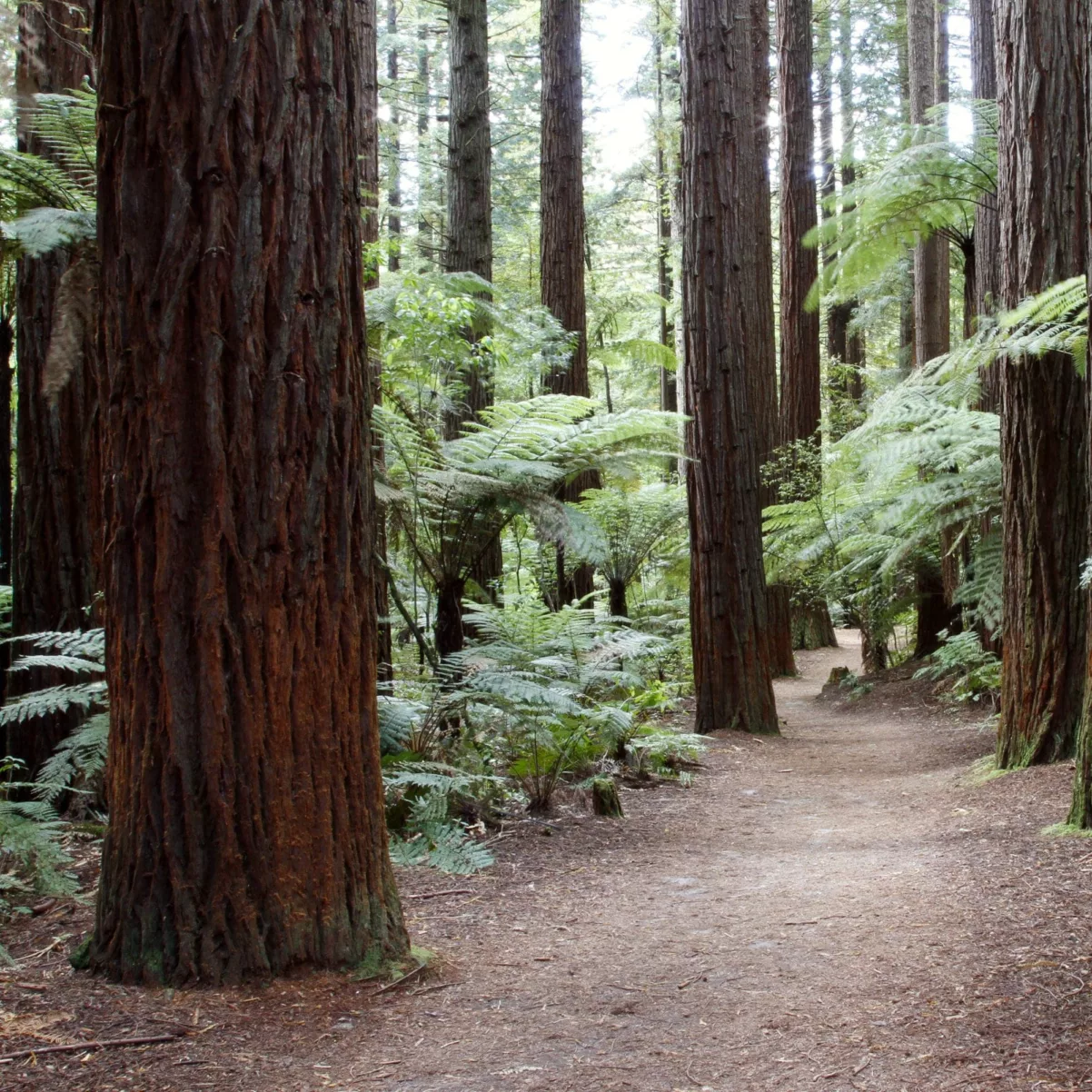 Redwood Residential Optimizes Digital Results with Marketing Intelligence