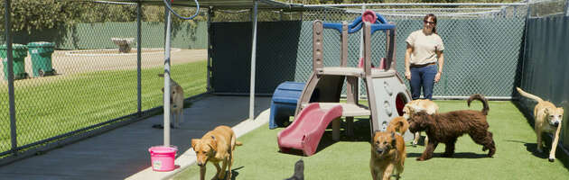 3 Purrfect Promotions Ideas for Pet Services