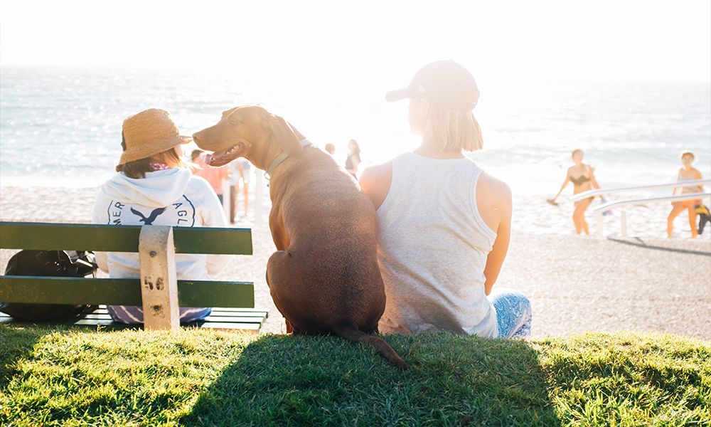 Best friend, furry friend: the changing dynamics of pets and people