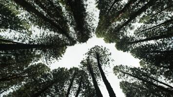 What is Carbon-Neutral Shipping & How to Achieve It