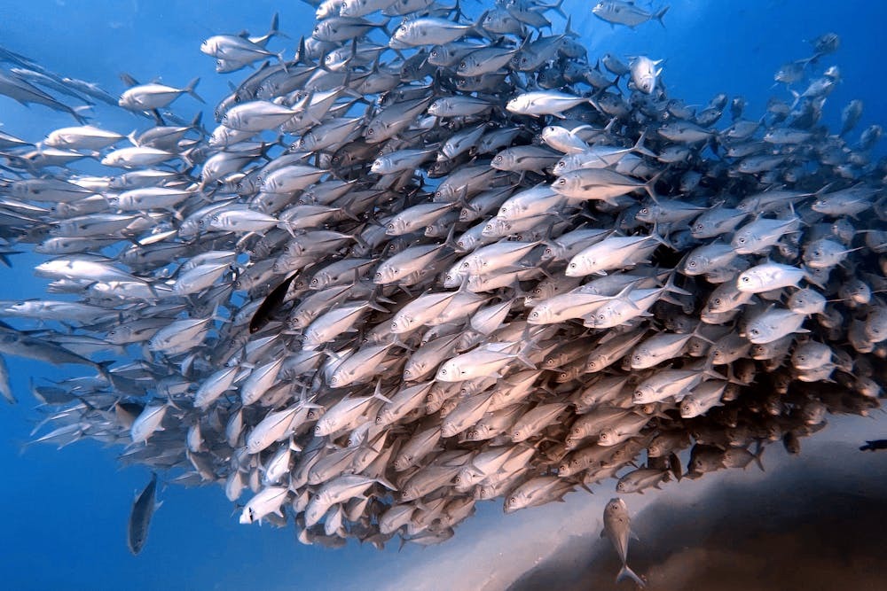 Underneath Complex Sales Are Simple Rules