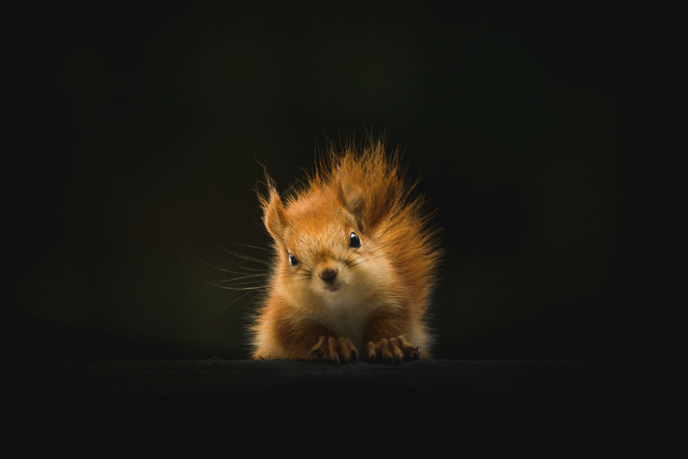 A Tale of 3 Squirrels and Their Human Counterparts in Sales