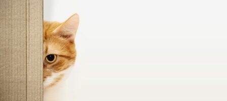 How to Personalize Emails (Without Being Creepy) - The Robly Email Marketing Blog