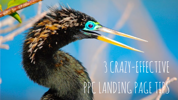 3 Woefully Underused, Crazy-Effective PPC Landing Page Tips