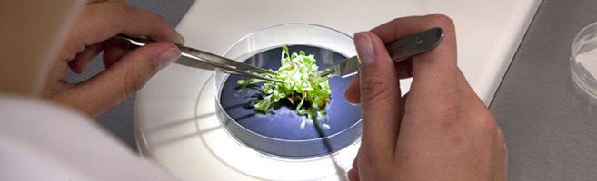 KWS drives digital transformation in agriculture with Adobe