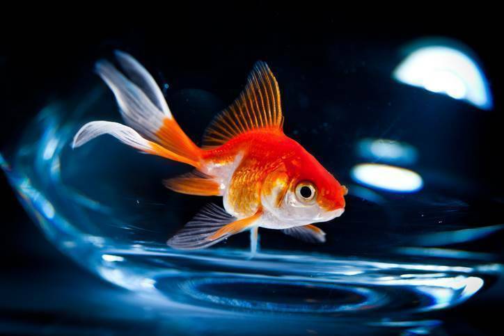 AMP reveals hidden 'goldfish' cloud