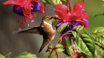 New Engine + Comments On Manual Adjustments + More: June 2020 Product Update