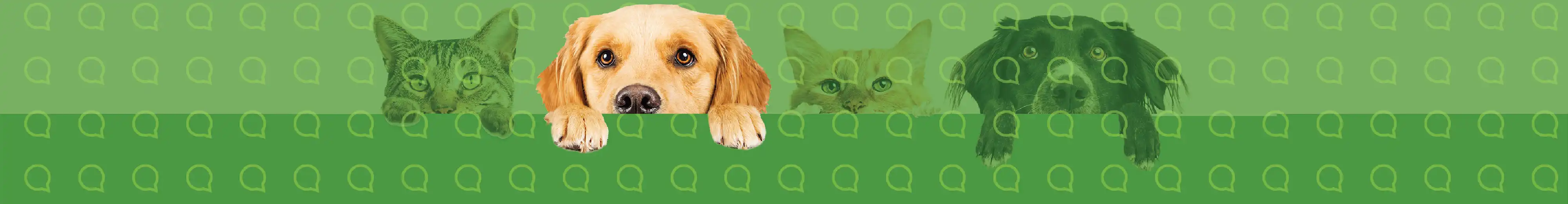 Veterinarian Text Messaging