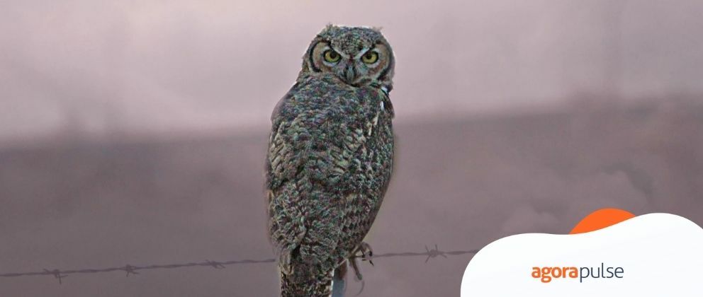 Hootsuite Pricing Revealed: How Much Does Hootsuite Really Cost?