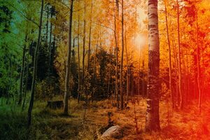 Origin Stories and the Aspen Trees